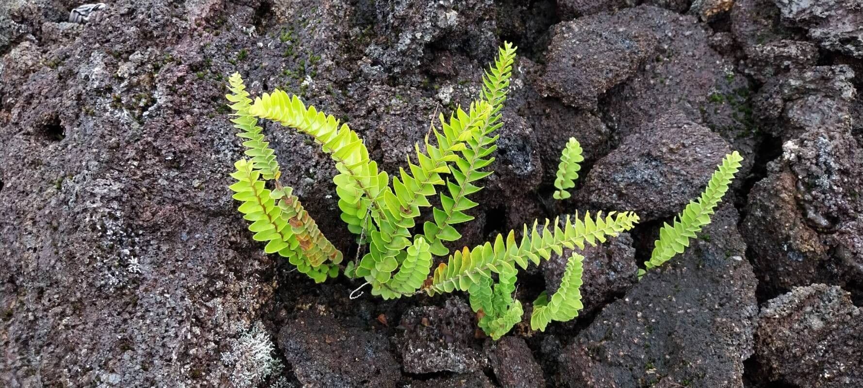 Nephrolepis abrupta