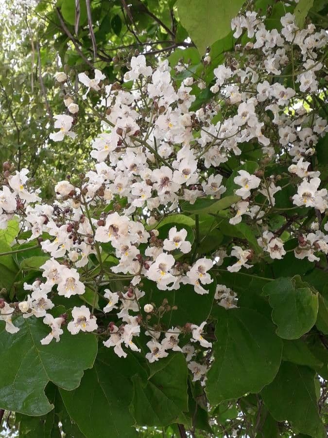 Catalpa bignonioides