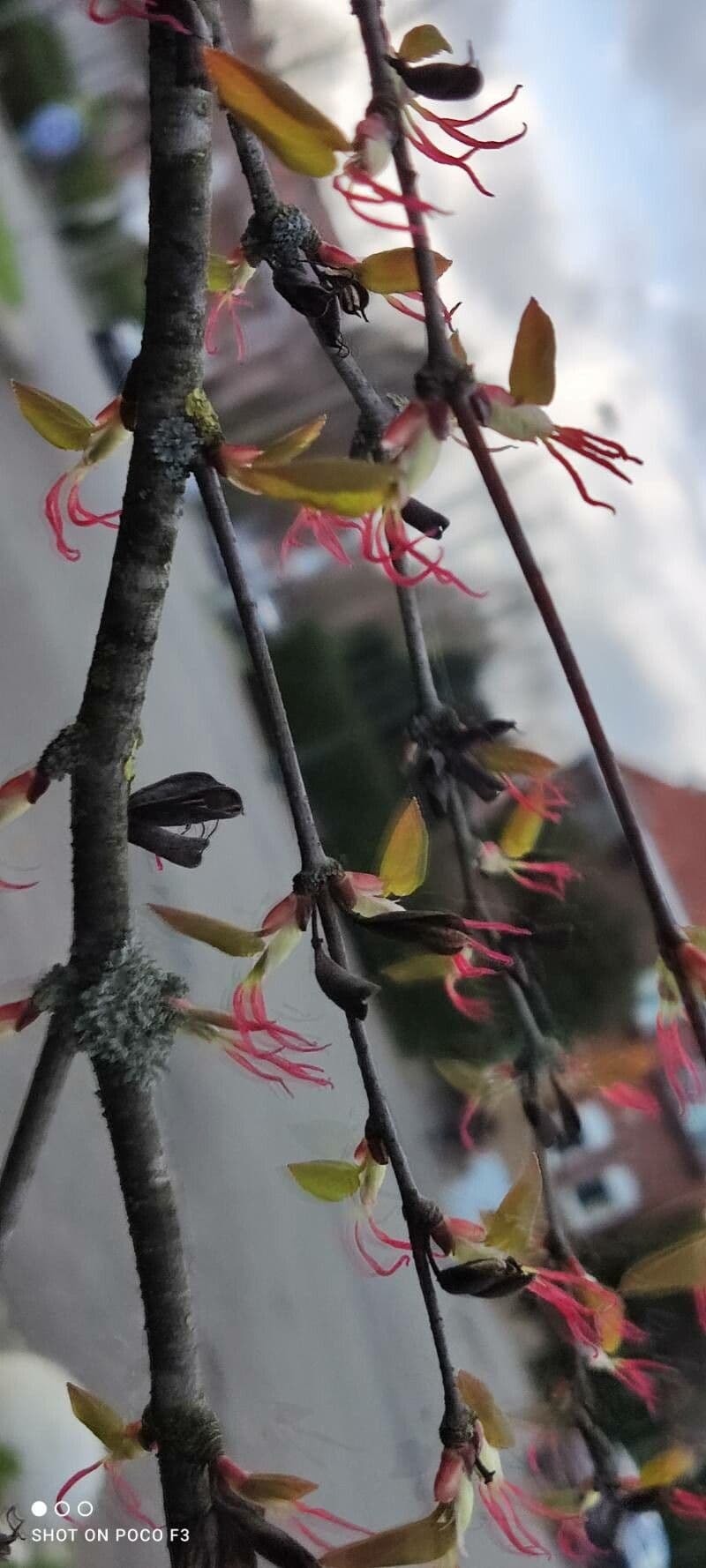 Cercidiphyllum japonicum