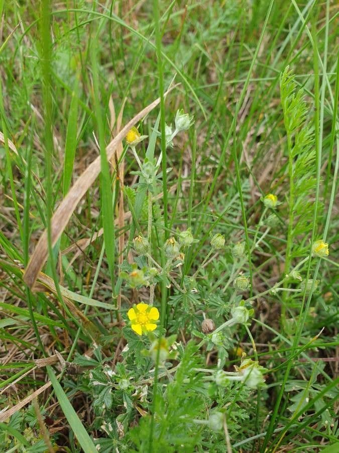 Potentilla argentea