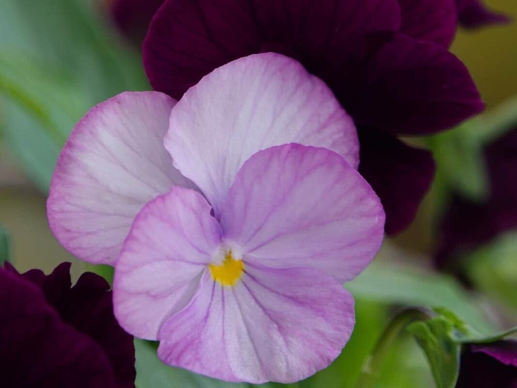 Viola cenisia