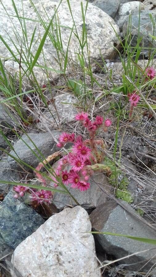 Sempervivum montanum