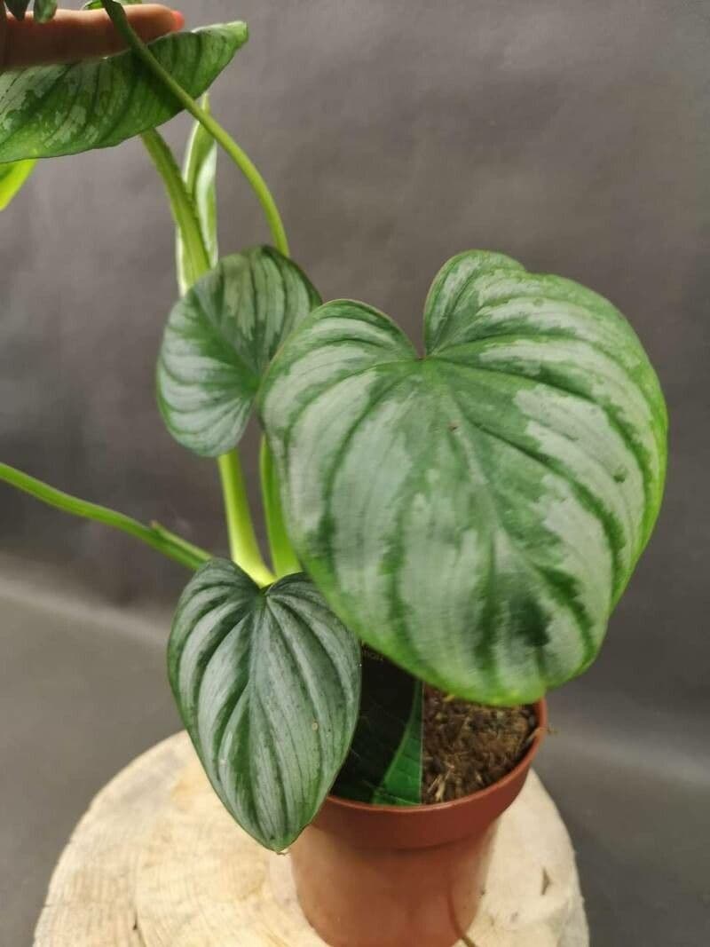 Philodendron mamei