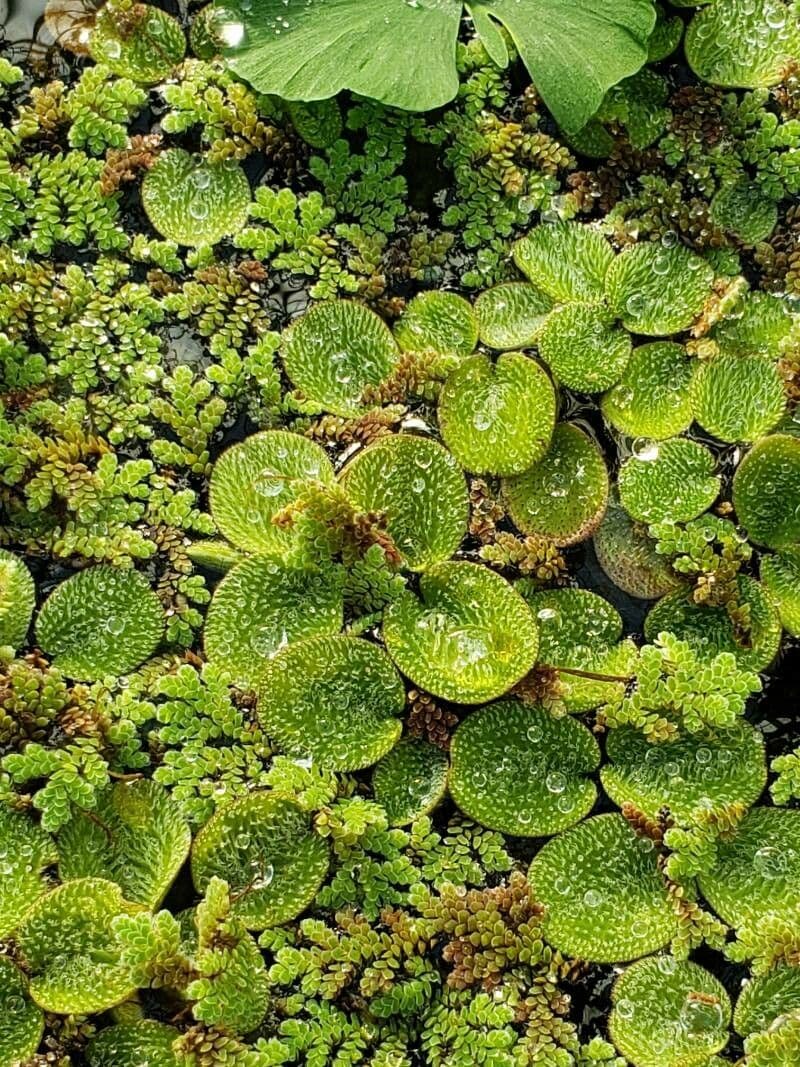 Salvinia minima