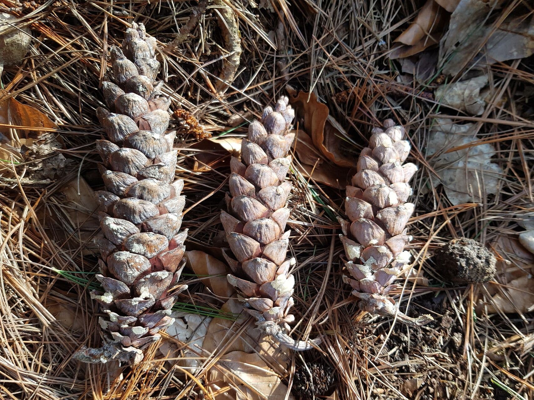 Pinus strobus