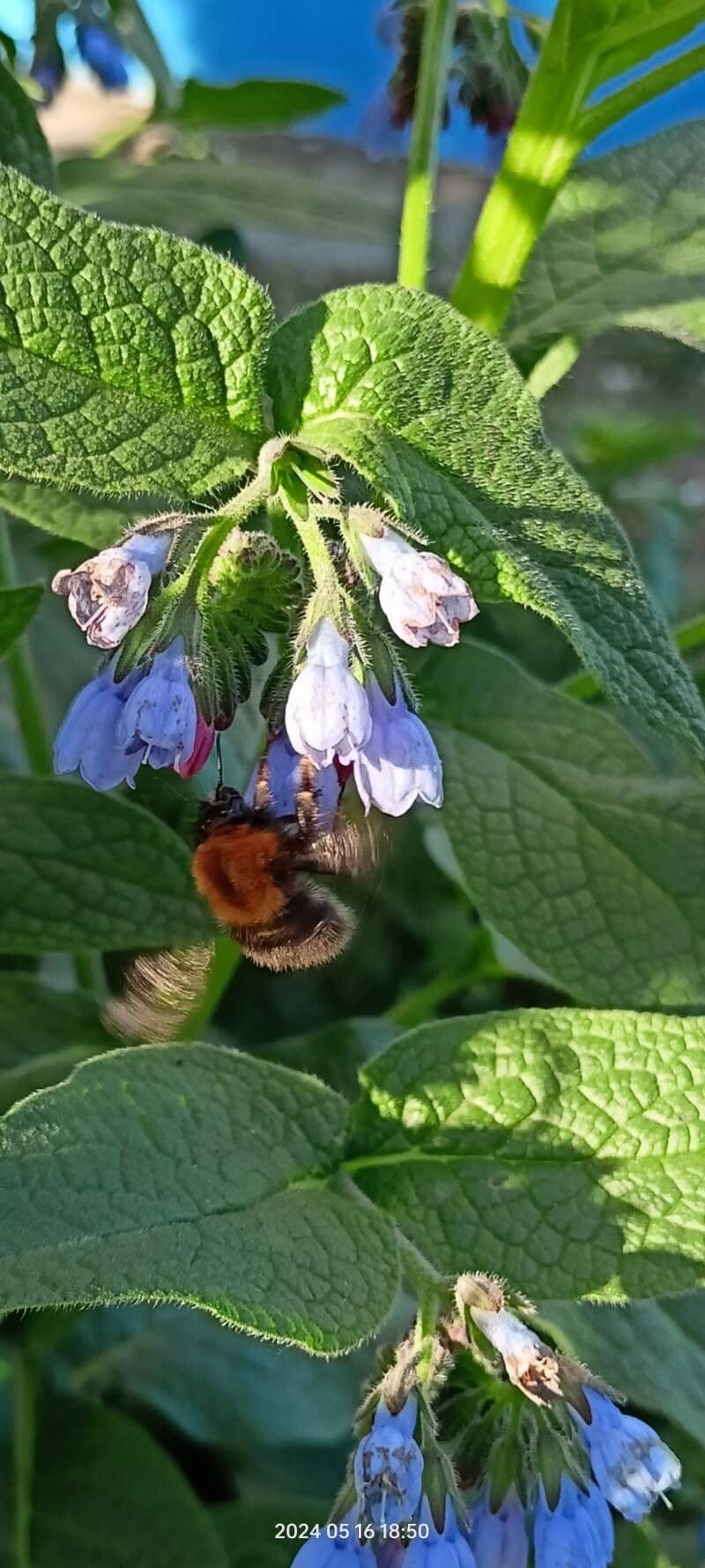 Symphytum asperum