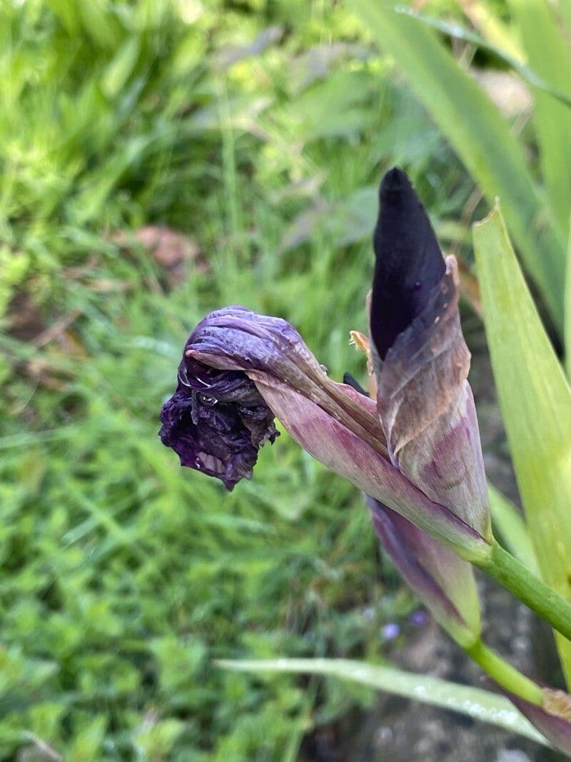 Iris pumila