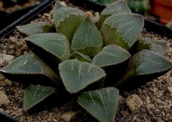 Haworthia pygmaea