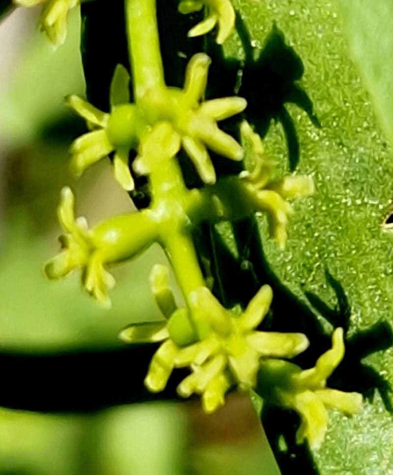 Loranthus europaeus