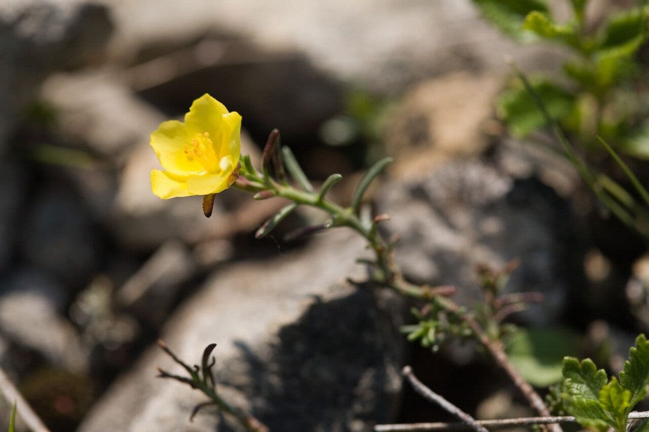 Fumana procumbens