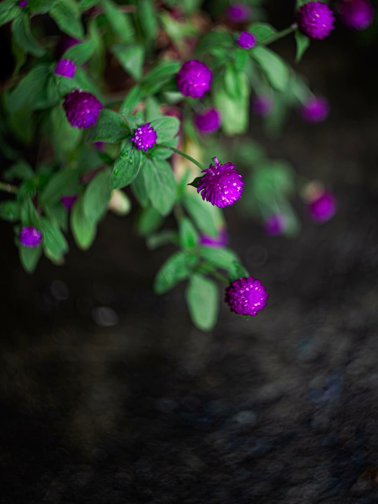 Gomphrena globosa