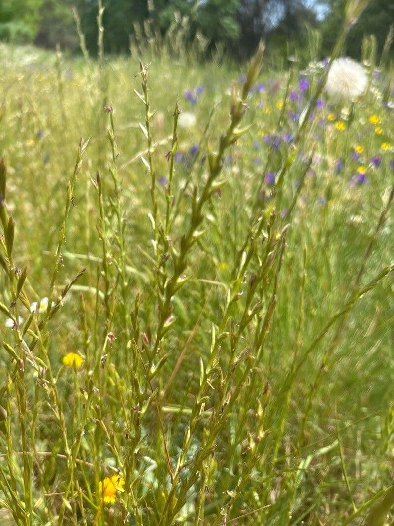Lolium rigidum