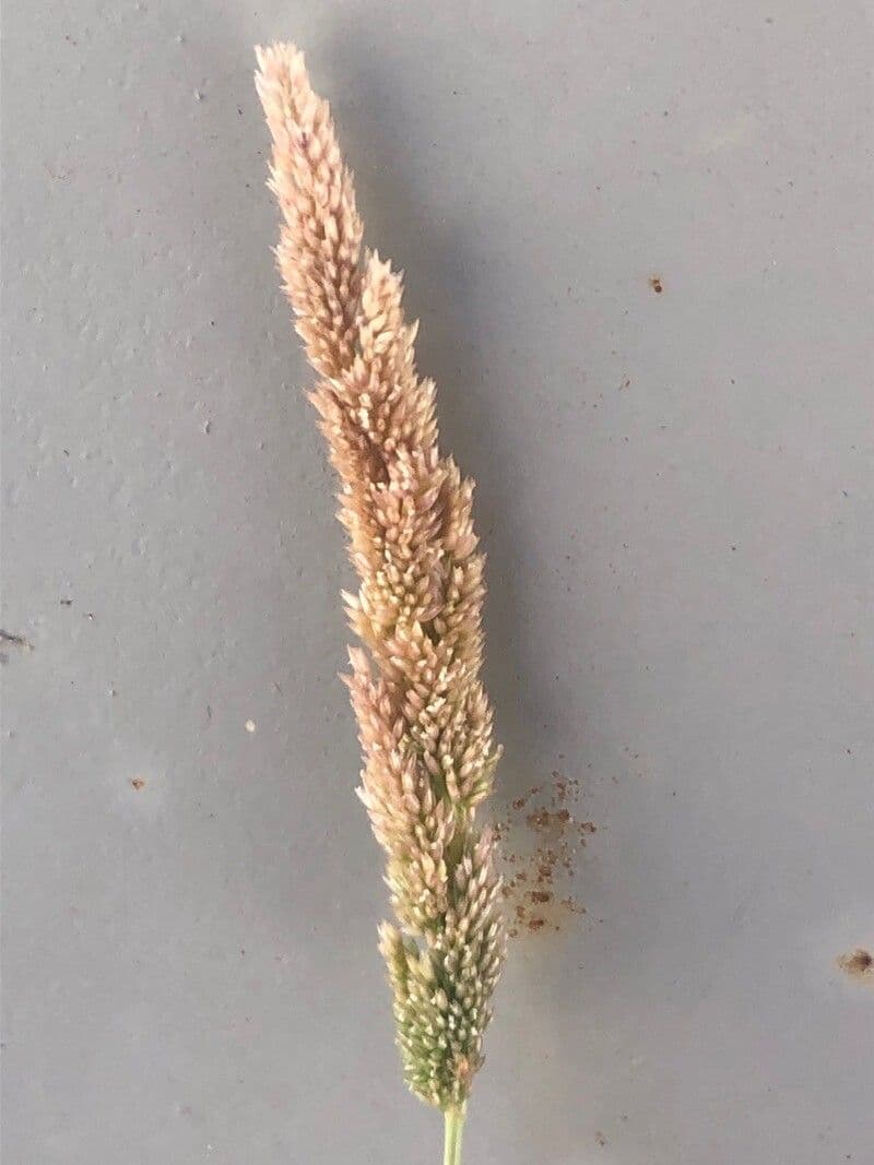 Polypogon viridis