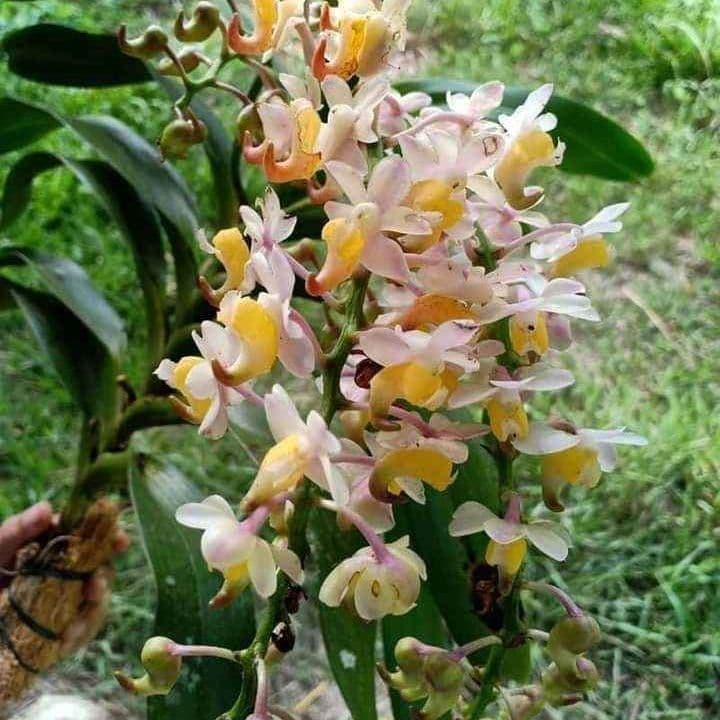 Aerides odorata