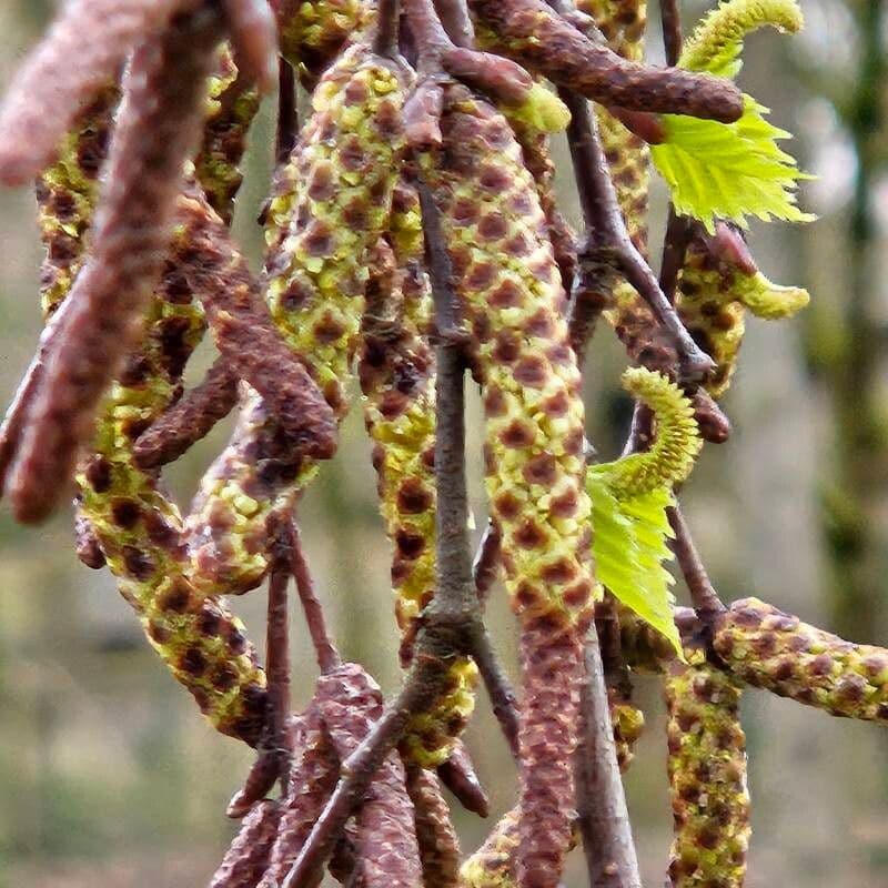 Betula pendula