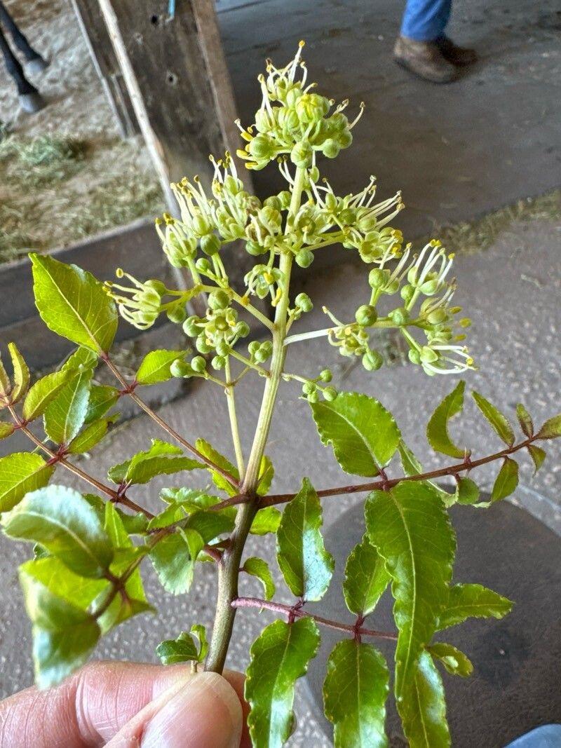 Zanthoxylum clava-herculis