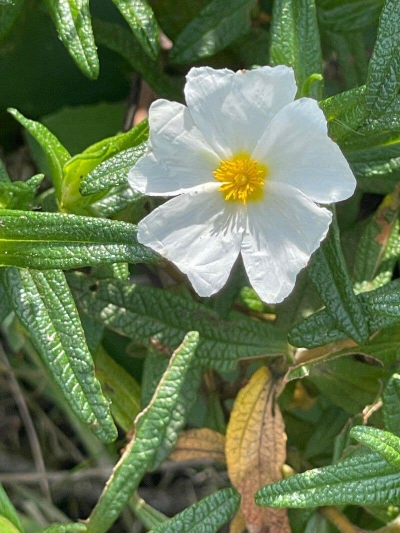 Cistus monspeliensis