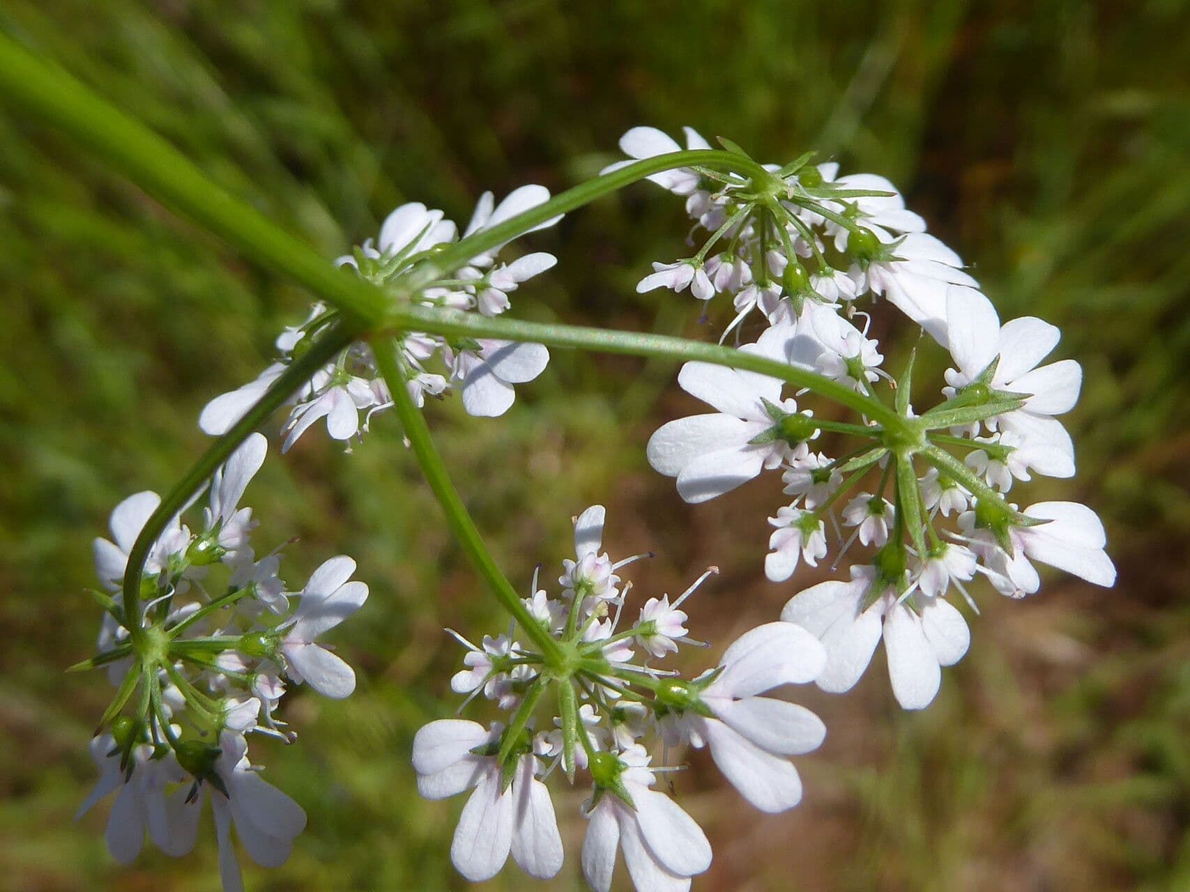 Coriandrum sativum