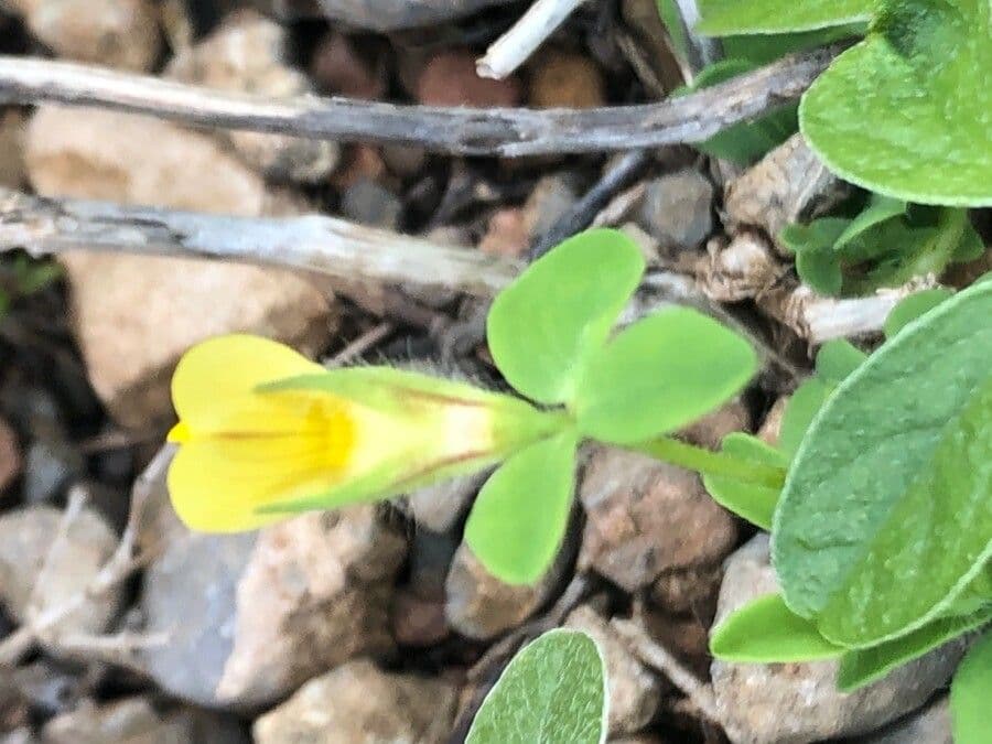 Lotus edulis