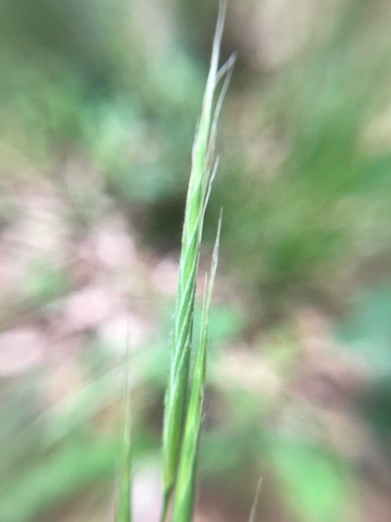 Brachypodium sylvaticum