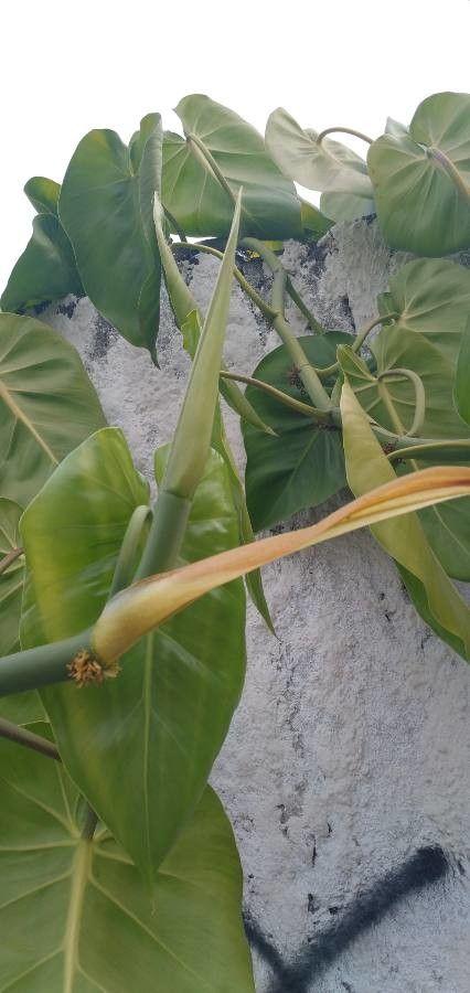 Philodendron hederaceum