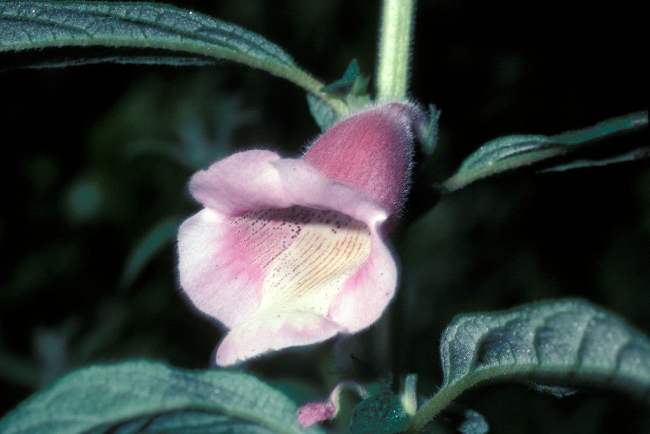 Sesamum indicum