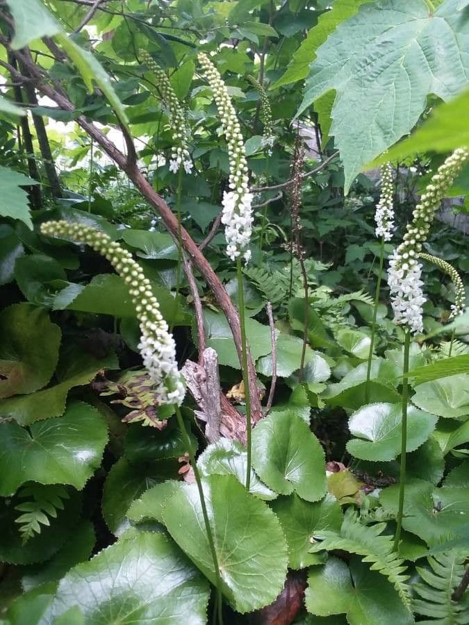 Galax urceolata