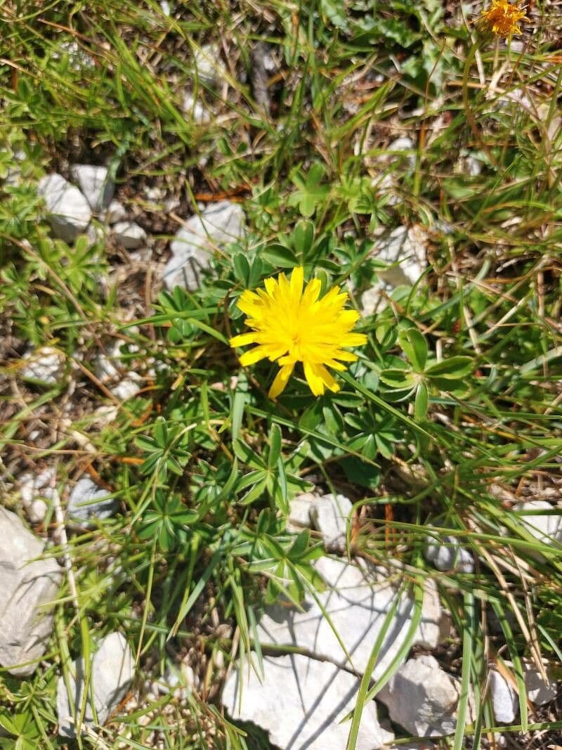 Scorzoneroides pyrenaica
