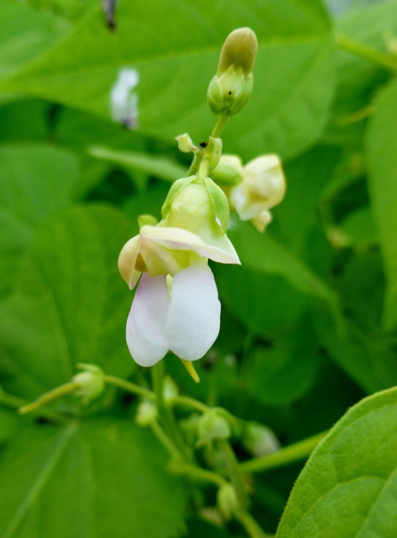 Phaseolus vulgaris