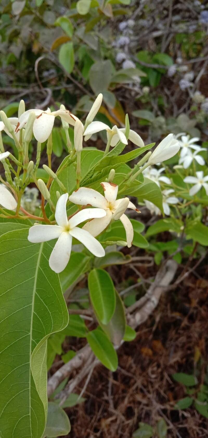 Holarrhena pubescens