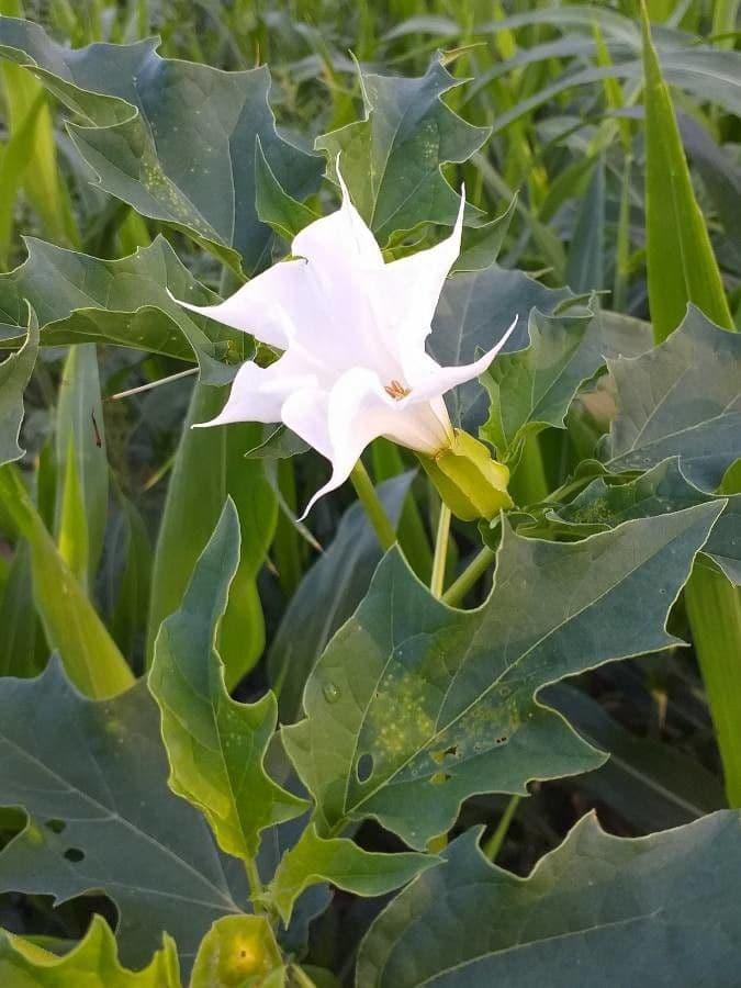 Datura stramonium