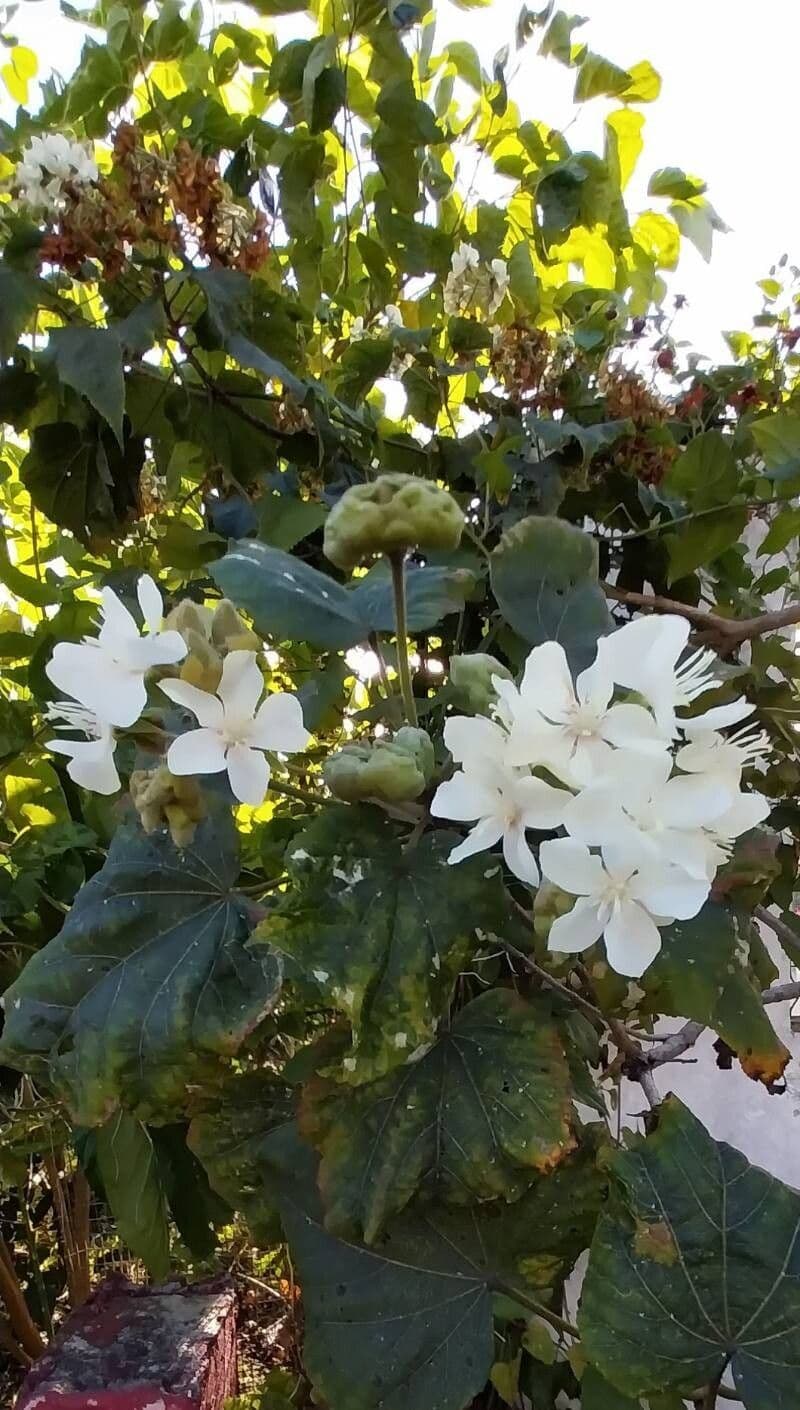 Dombeya acutangula