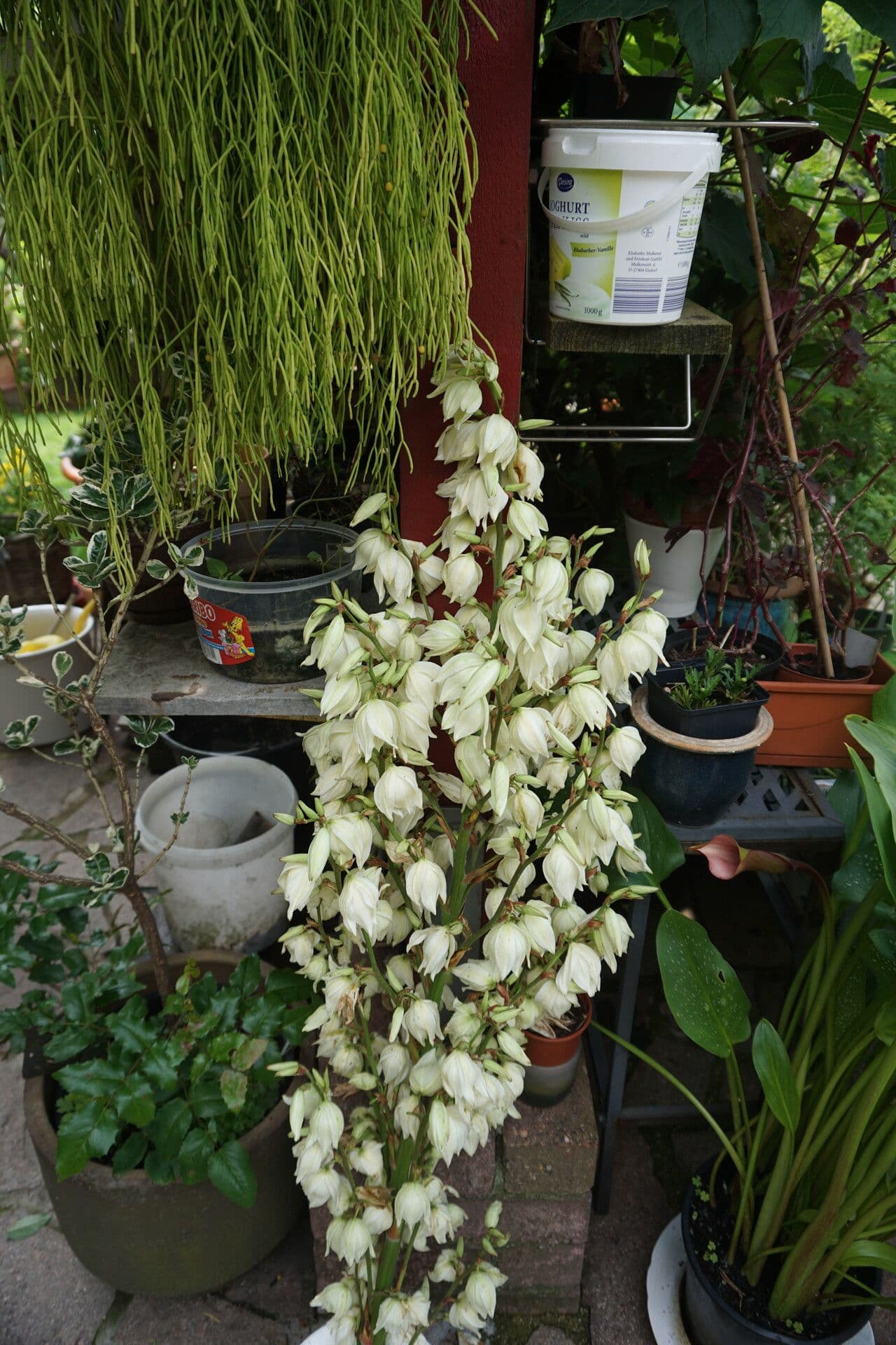 Yucca flaccida