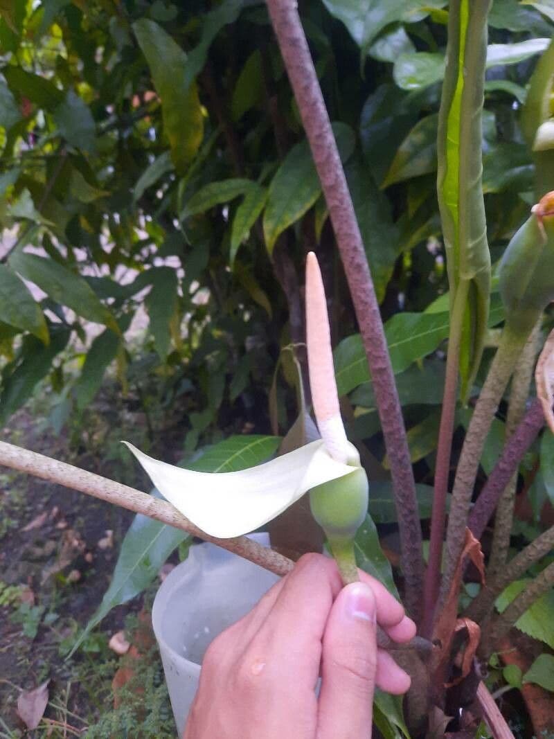 Colocasia esculenta