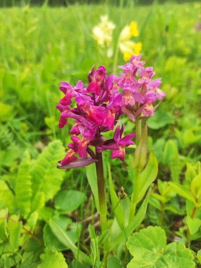 Dactylorhiza sambucina