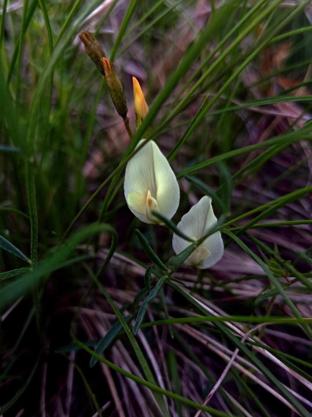 Vicia grandiflora