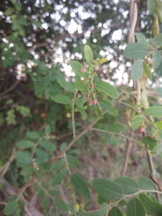 Phyllanthus reticulatus