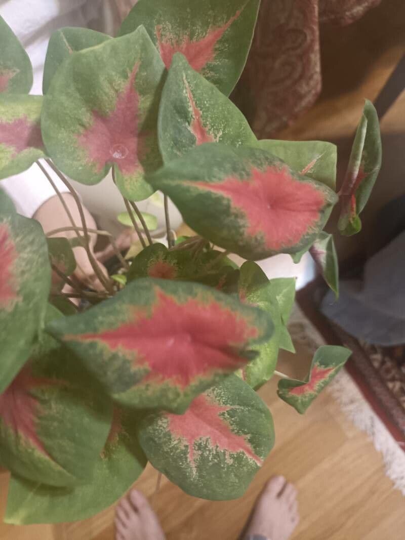 Caladium bicolor