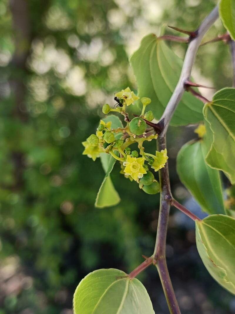 Ziziphus mucronata