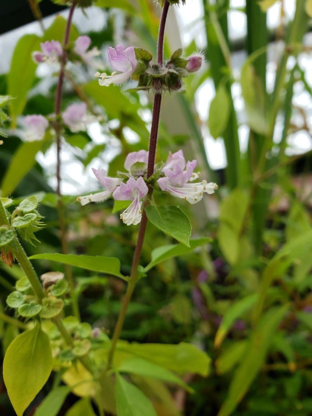 Ocimum americanum