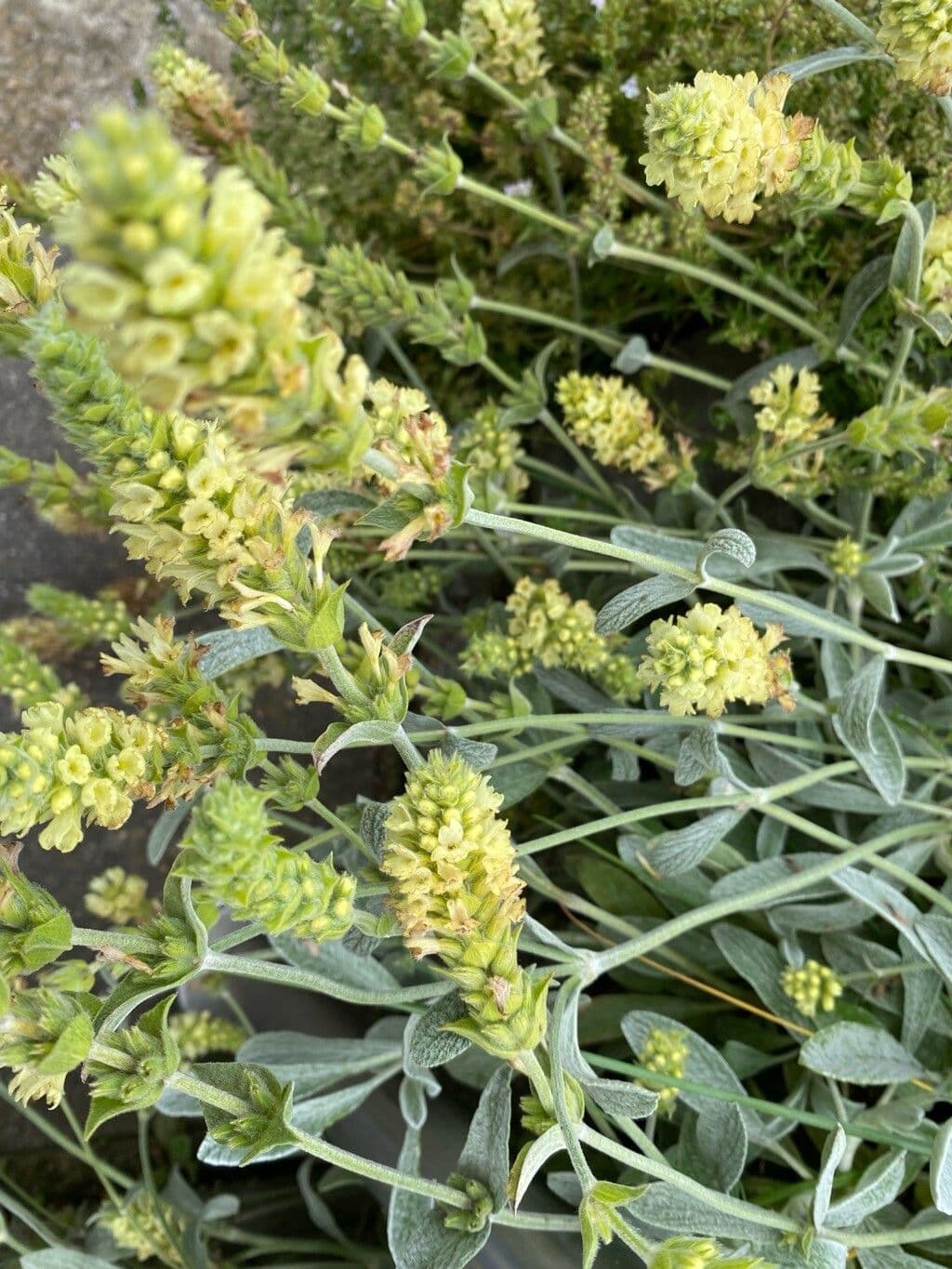 Sideritis syriaca
