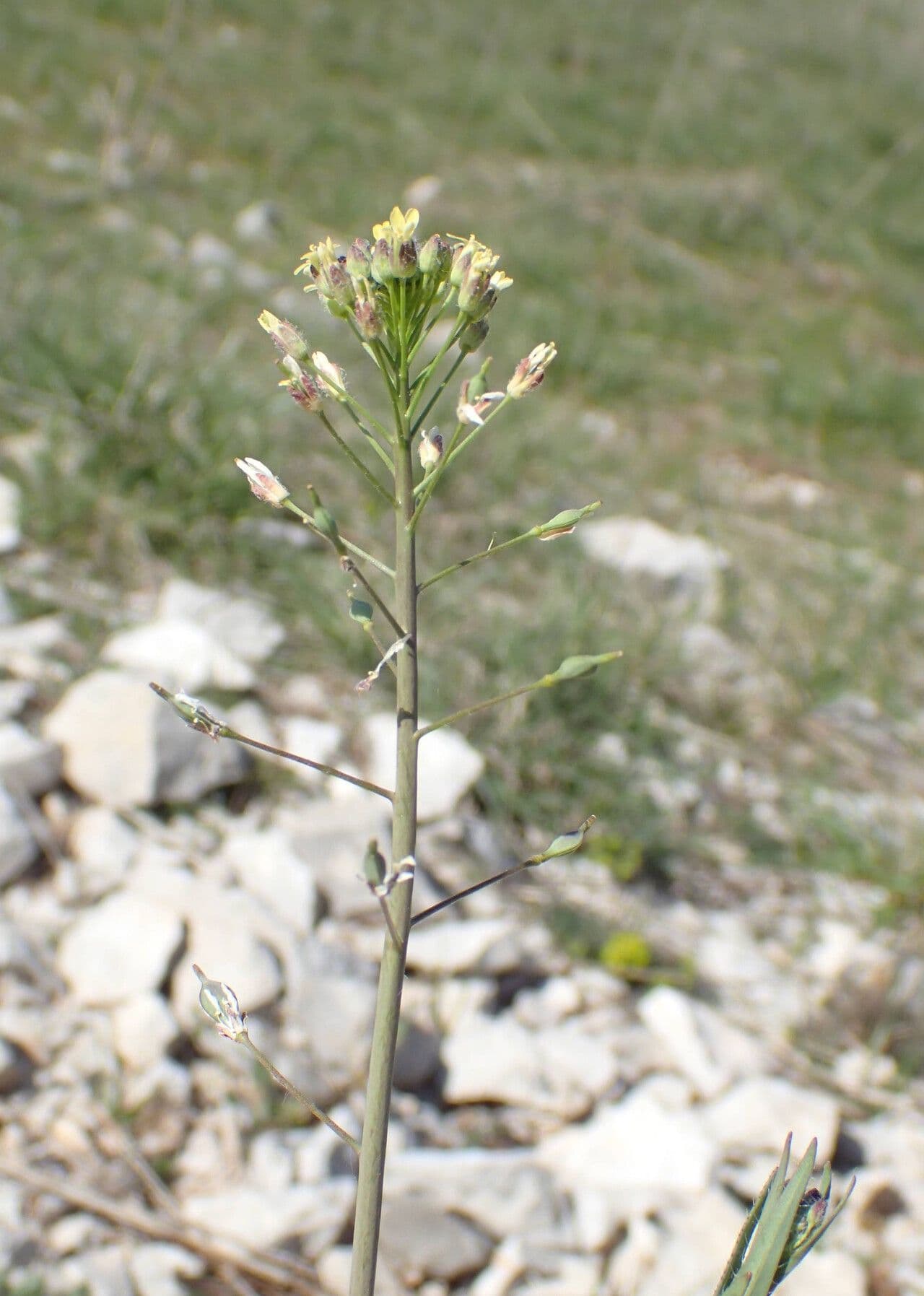 Camelina microcarpa