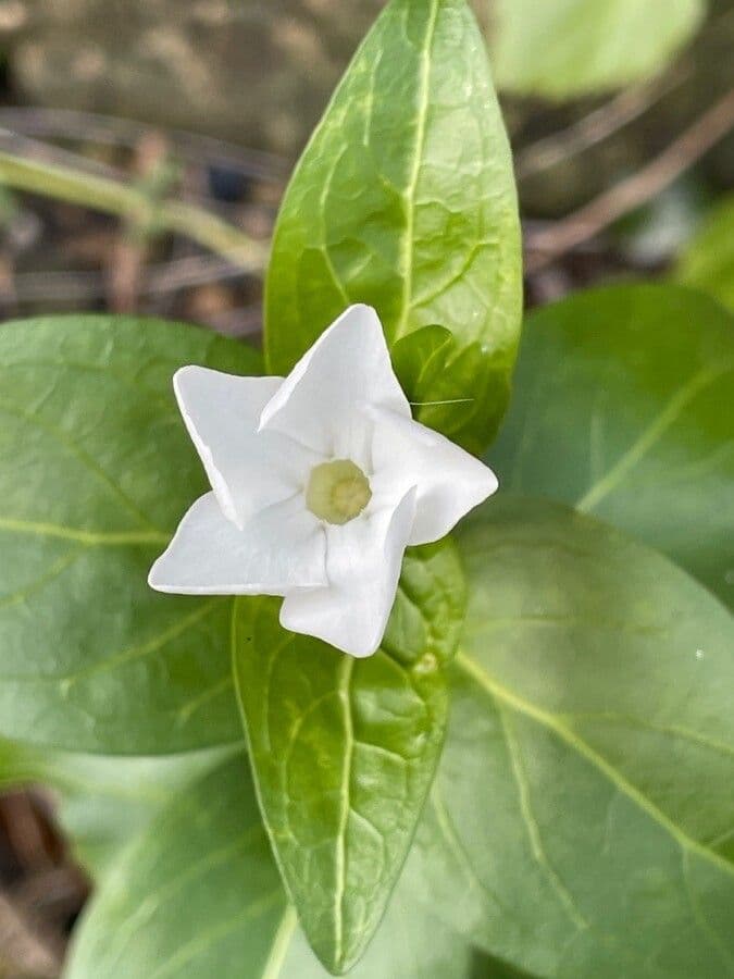 Vinca difformis