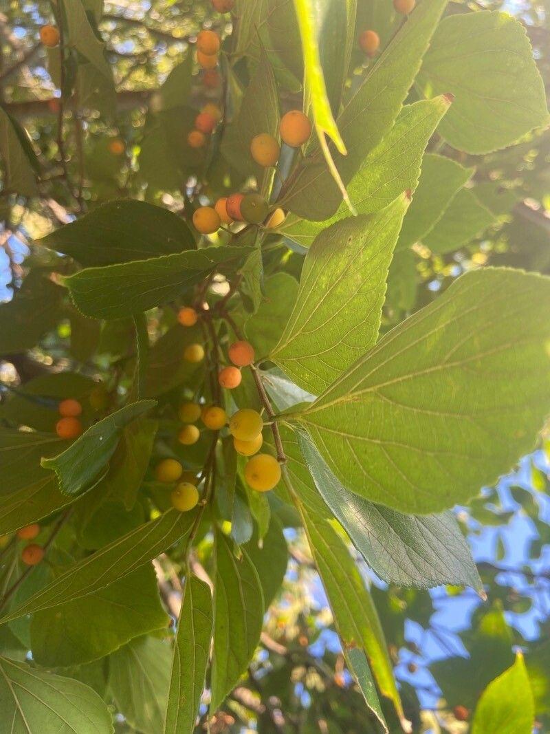 Celtis africana