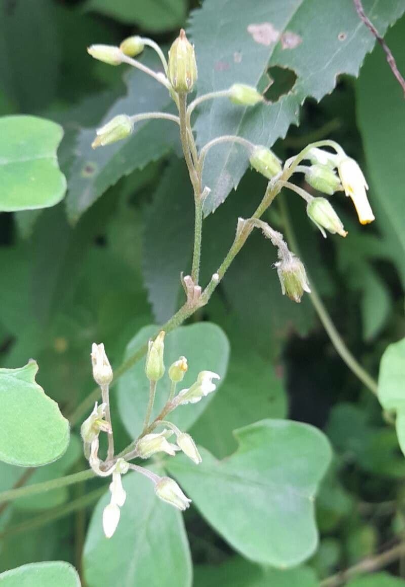 Oxalis spiralis