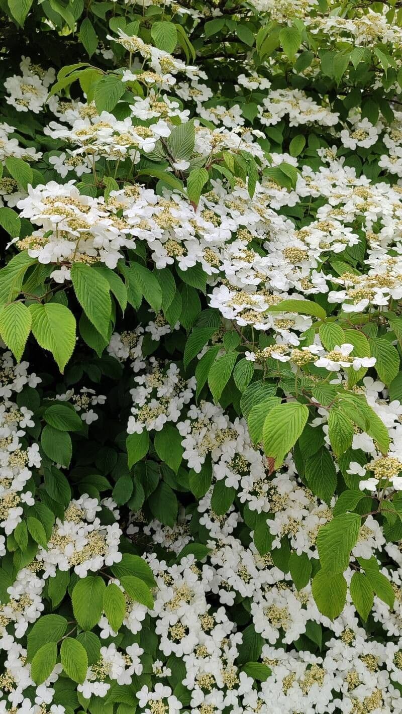 Viburnum plicatum