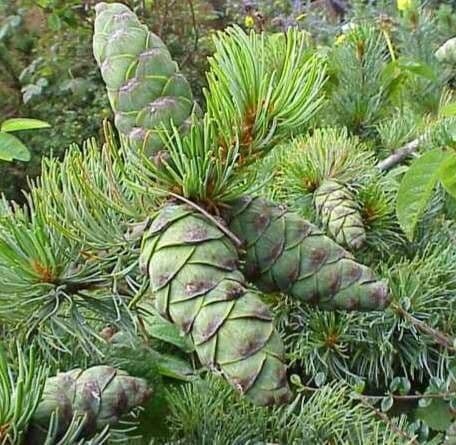 Pinus strobus