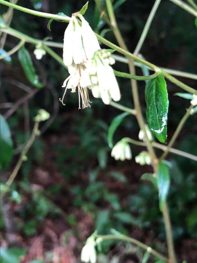 Vaccinium stamineum