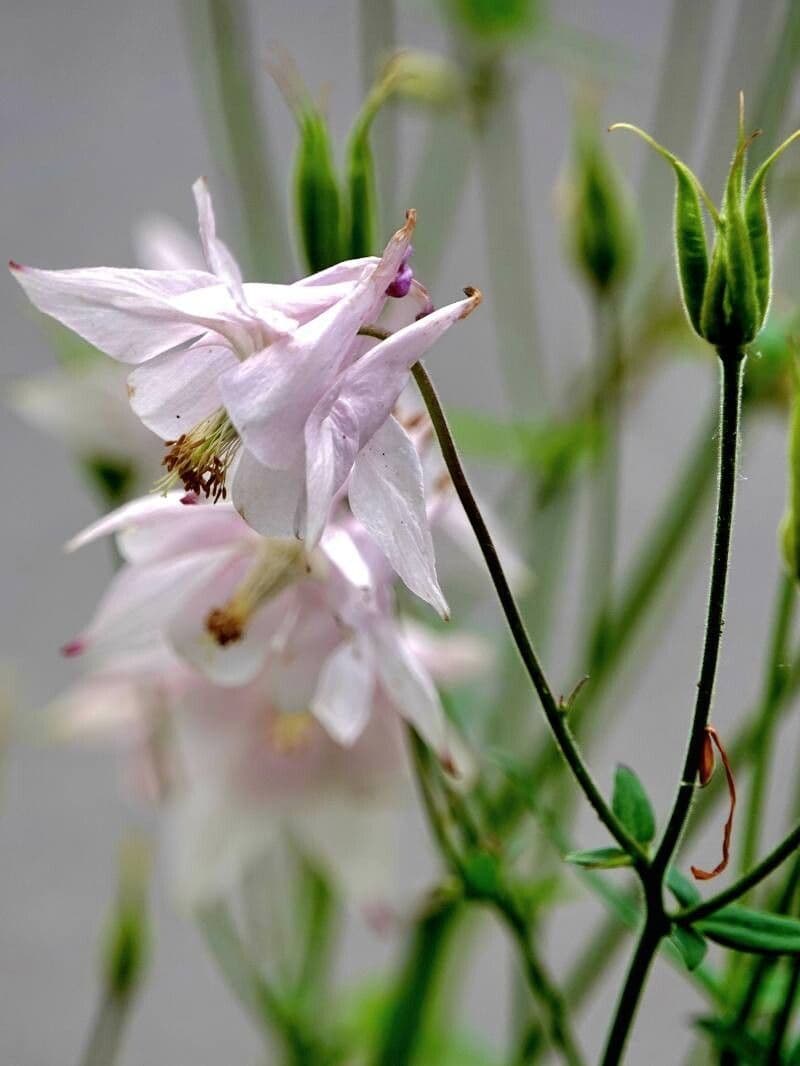 Aquilegia nigricans