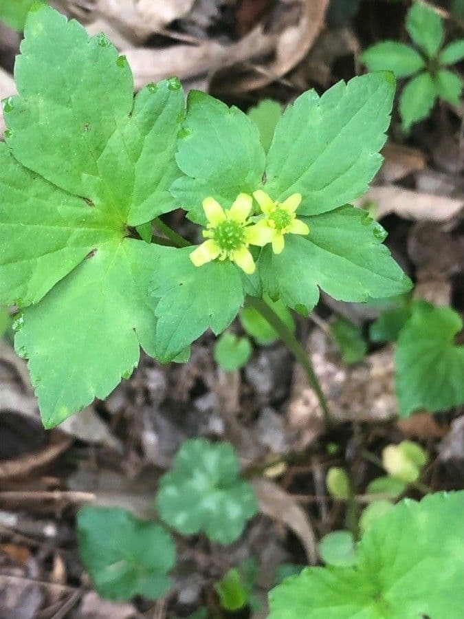 Ranunculus recurvatus